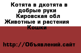 Котята в дкотята в добрые руки - Кировская обл. Животные и растения » Кошки   